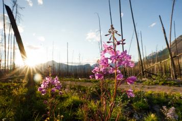 A closeup of fireweed blossoming with burned out trees in the background.