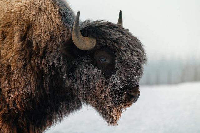 Bison in the winter.
