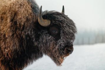 Bison in the winter.