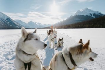 Close up of dogs pulling a dog sled.