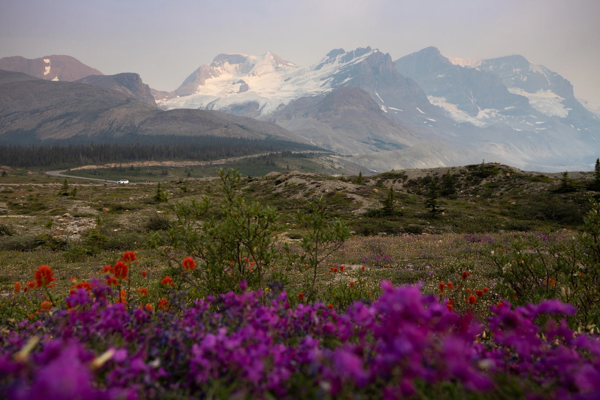 Wildflowers and rolling hills at Columbia Icefields Campground in Jasper National Park. Snowy Canadian Rockies stand tall in the background.
