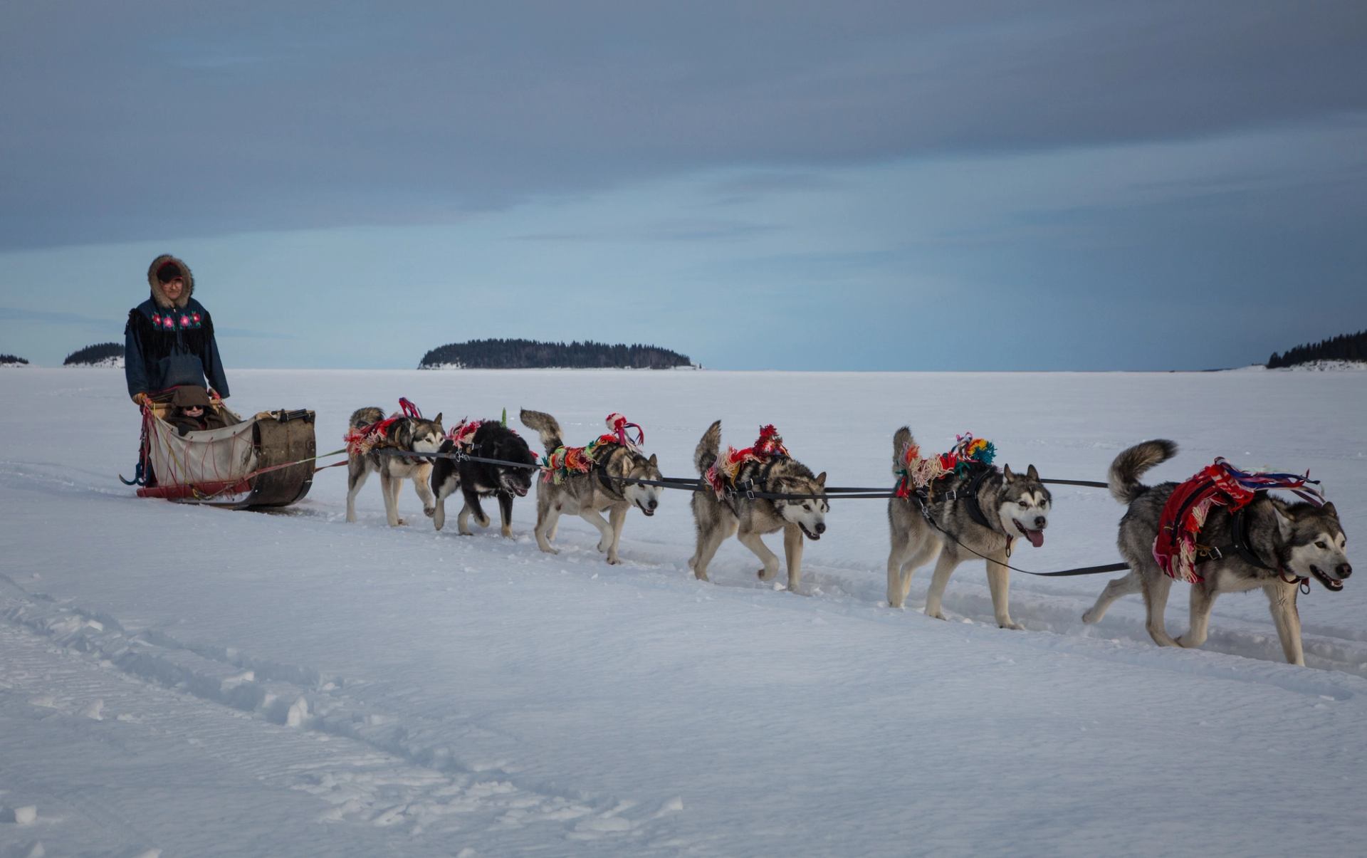 A guide and a participant being pulled by a team of huskies on a dog sled ride in Fort Chipewyan.