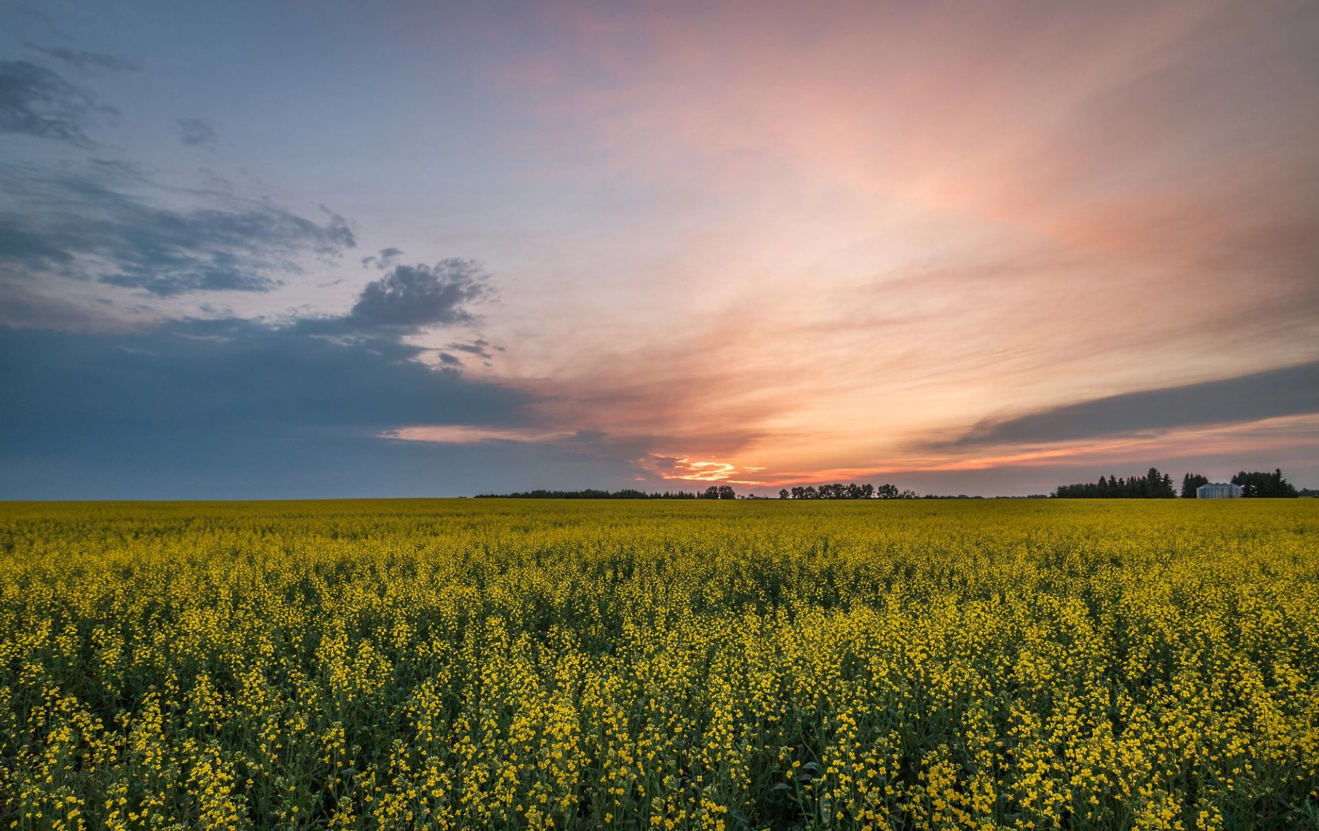 Landscape shot of a canola field in Northern Alberta.