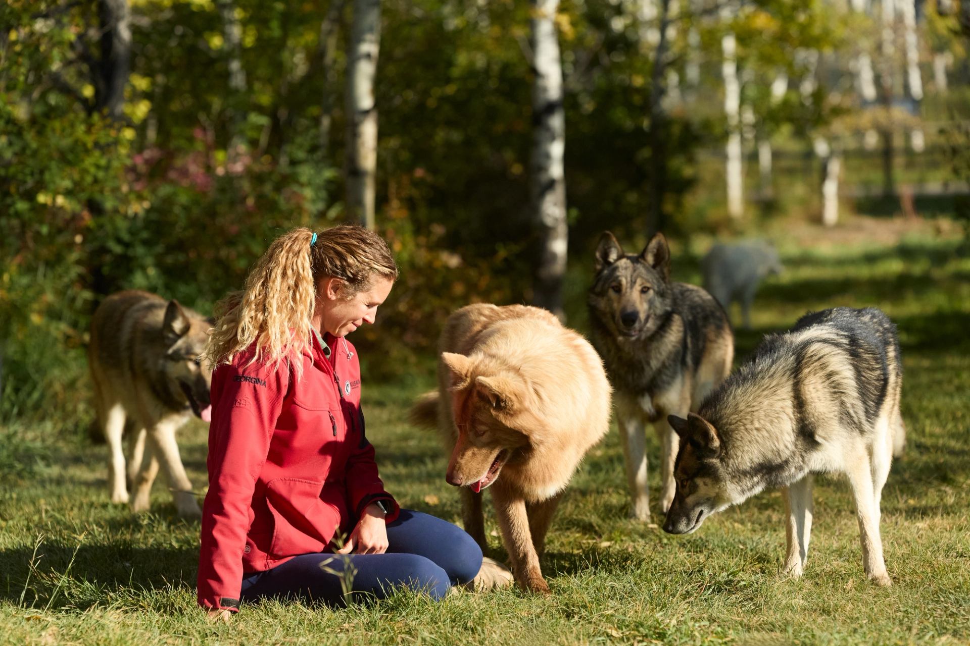 Georgina De Caigny, founder and owner of Yamnuska Wolfdog Sanctuary, sitting in the grass with a pack of young wolfdogs at Yamnuska Wolfdog Sanctuary.