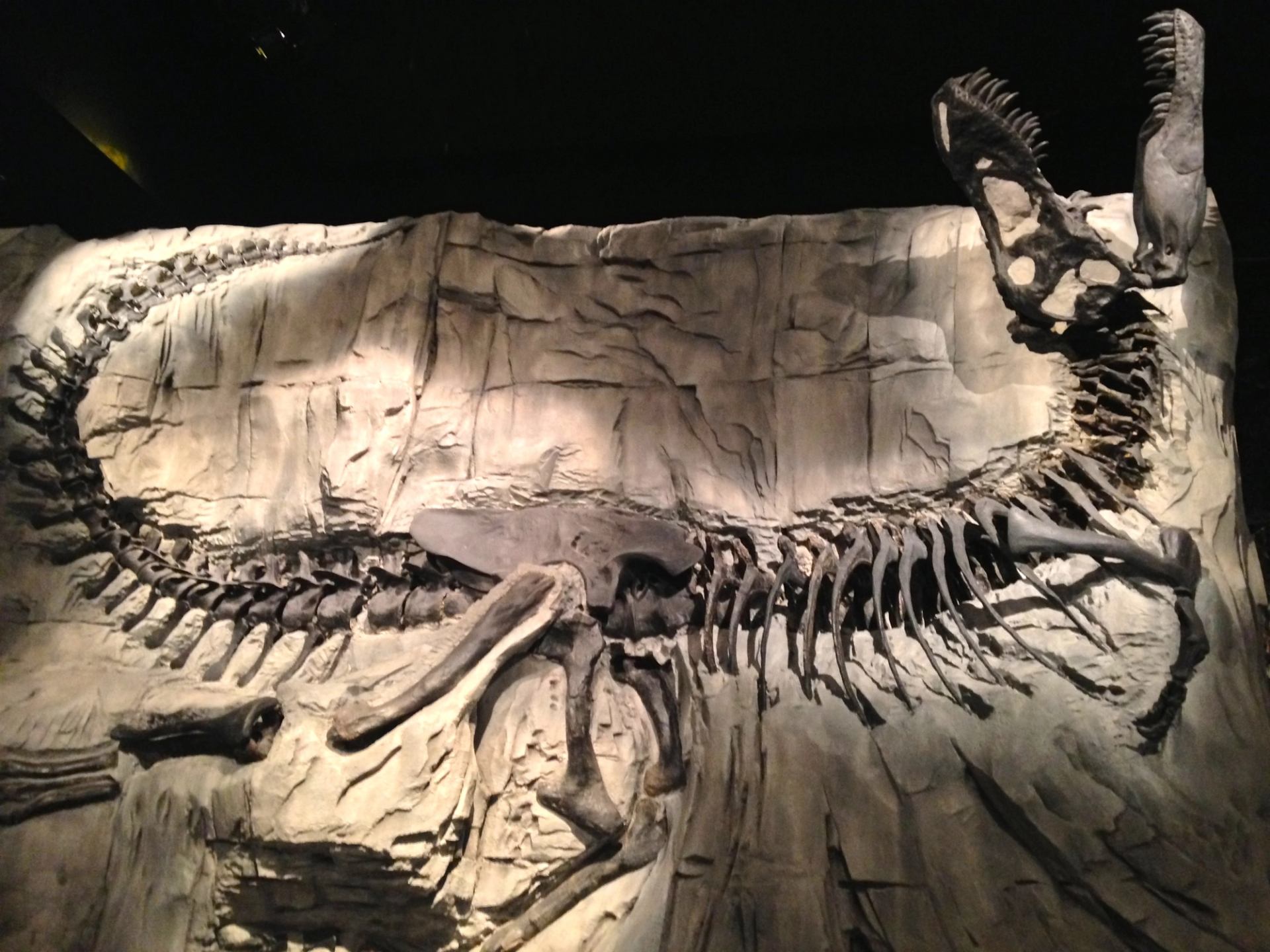 An articulated T-Rex skeleton on display at the Royal Tyrrell Museum.