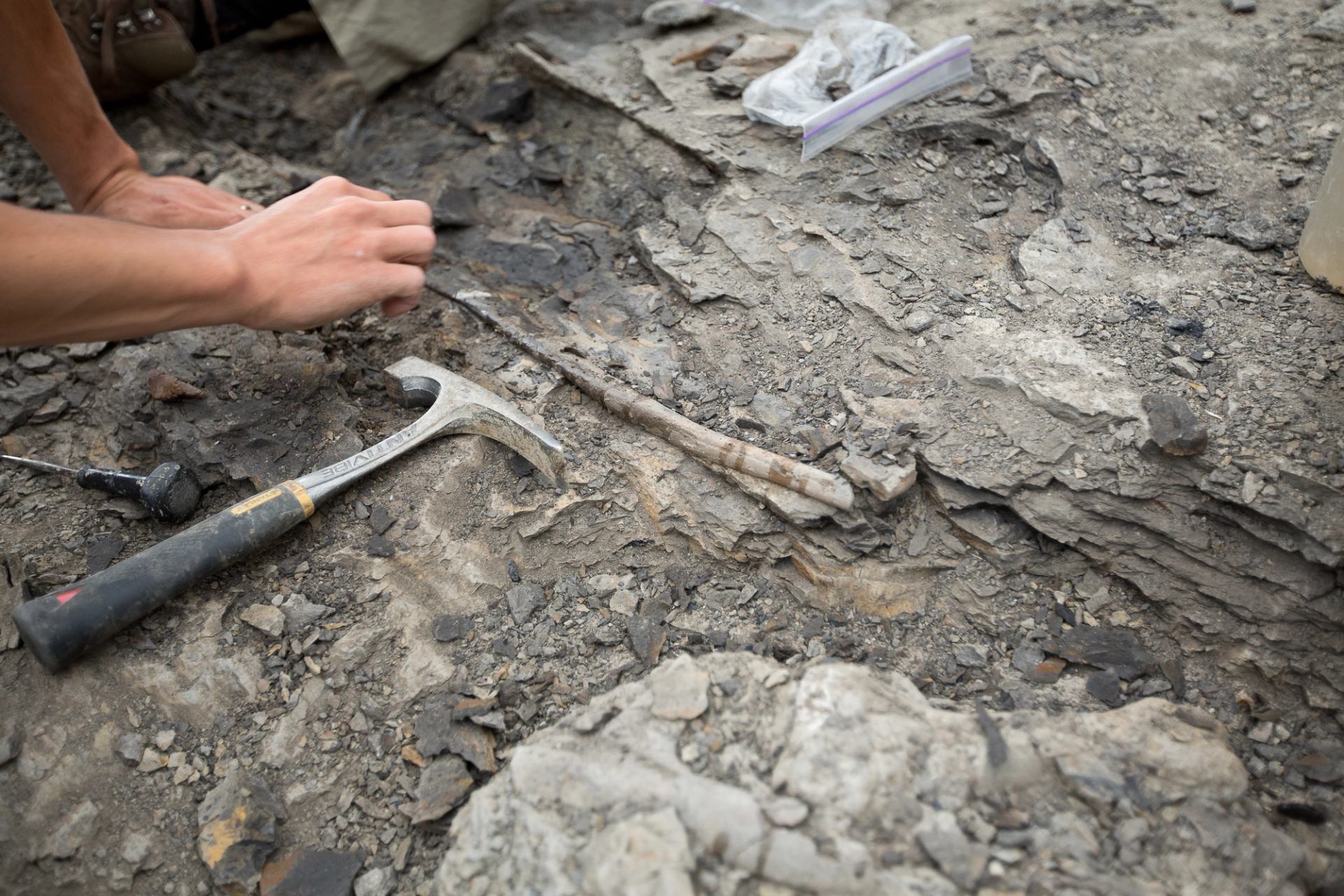 Tools and rocks in dinosaur fossil bed.