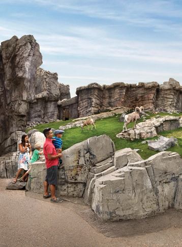 Families enjoying the mountain goat enclosure at Calgary Zoo on a summers day