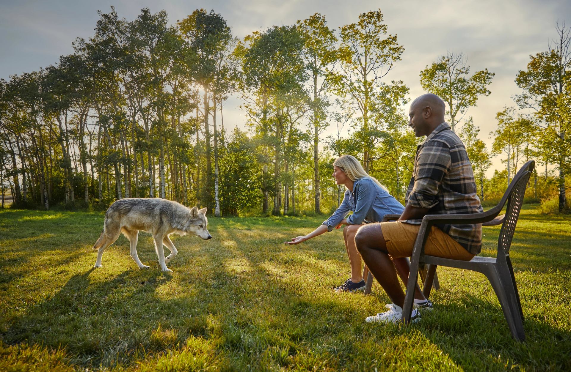 Two visitors interact with a wolfdog on an interactive tour at Yamnuska Wolfdog Sanctuary.