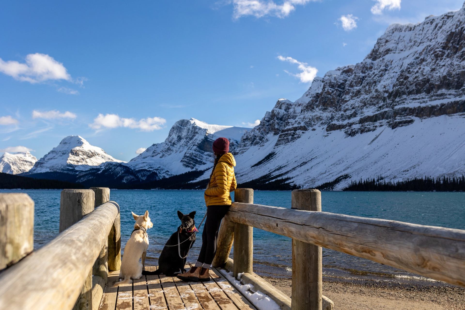 A visitor stands at the edge of Bow Lake in the winter with two dogs.