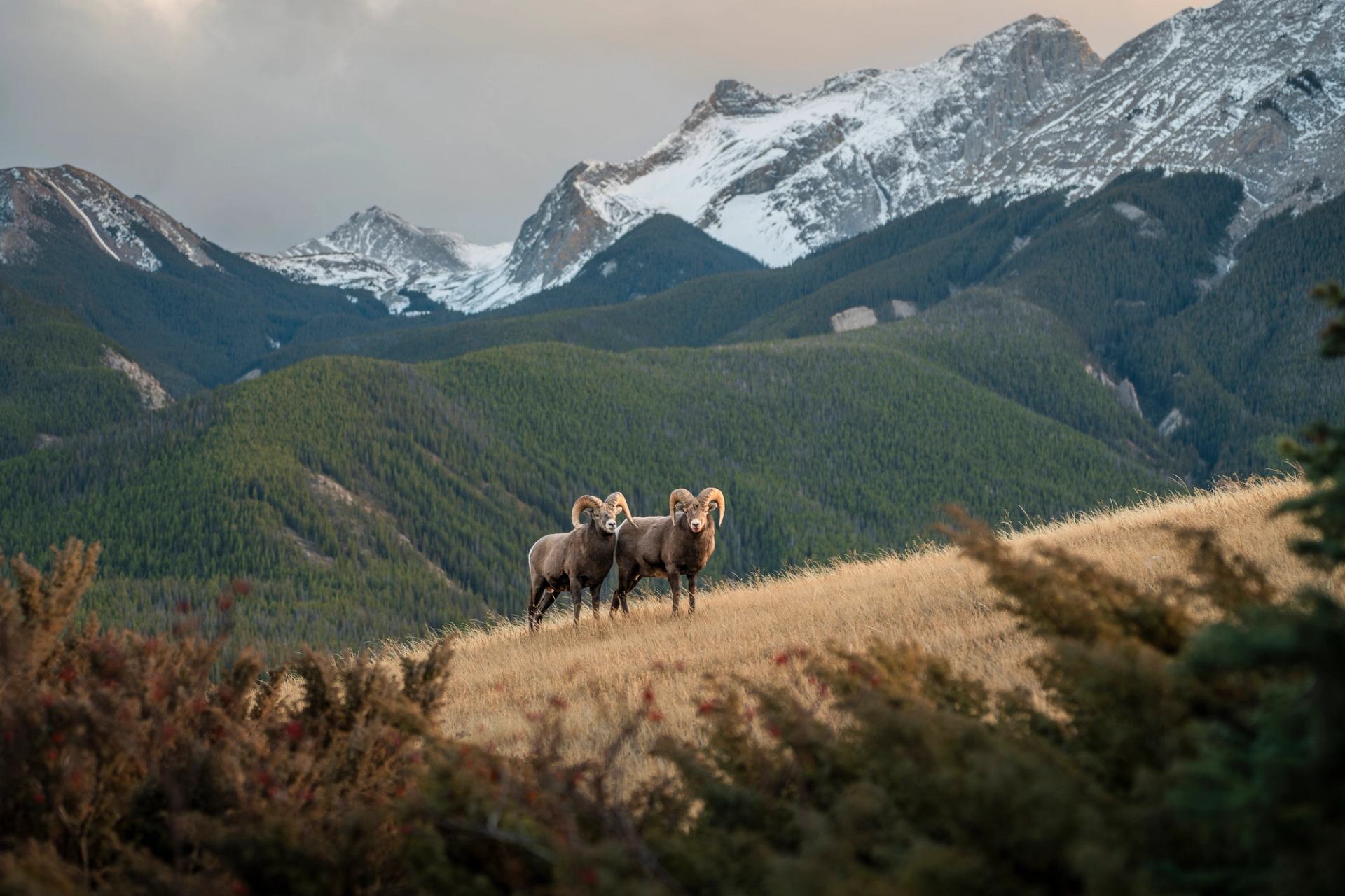 Big horn sheep stand in front of rocky mountains