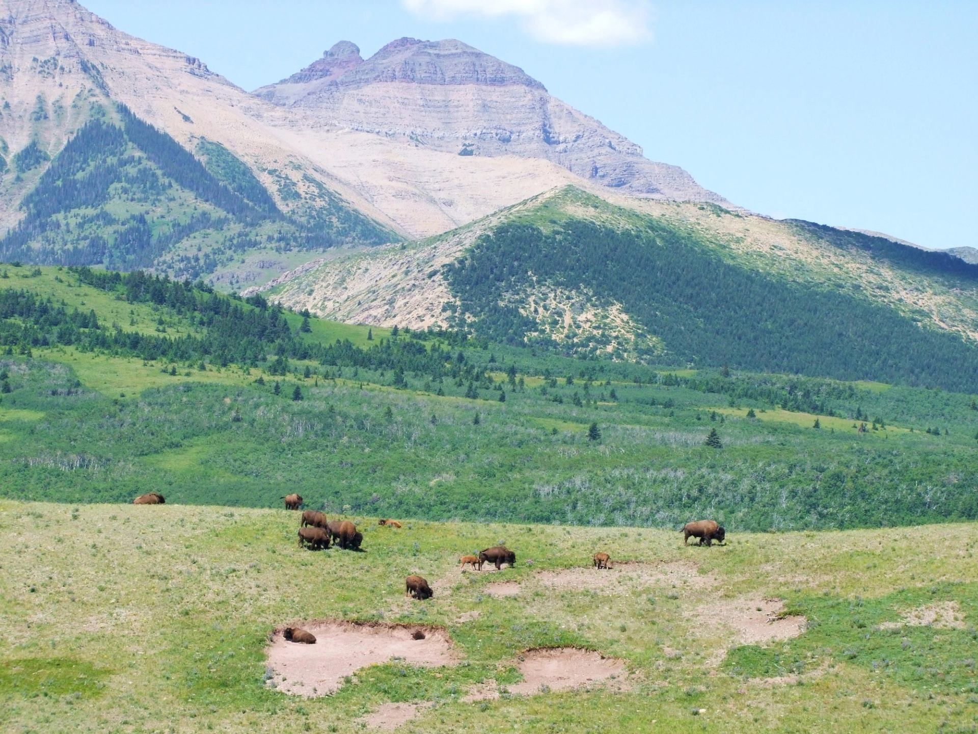 A herd of buffalo grazing in Waterton Lakes National Park in Southern Alberta.