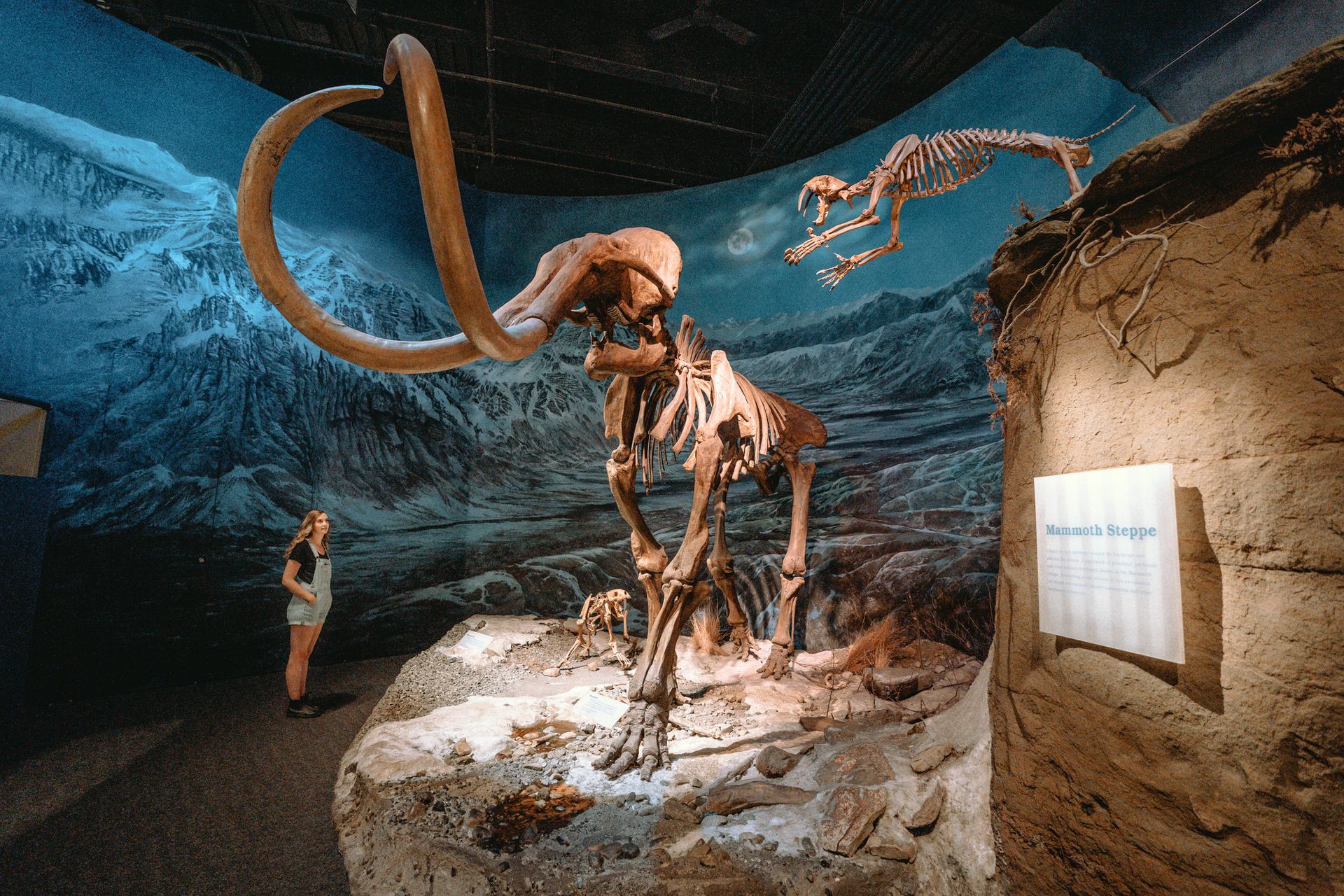 A tourist looks at a reconstructed dinosaur at a museum