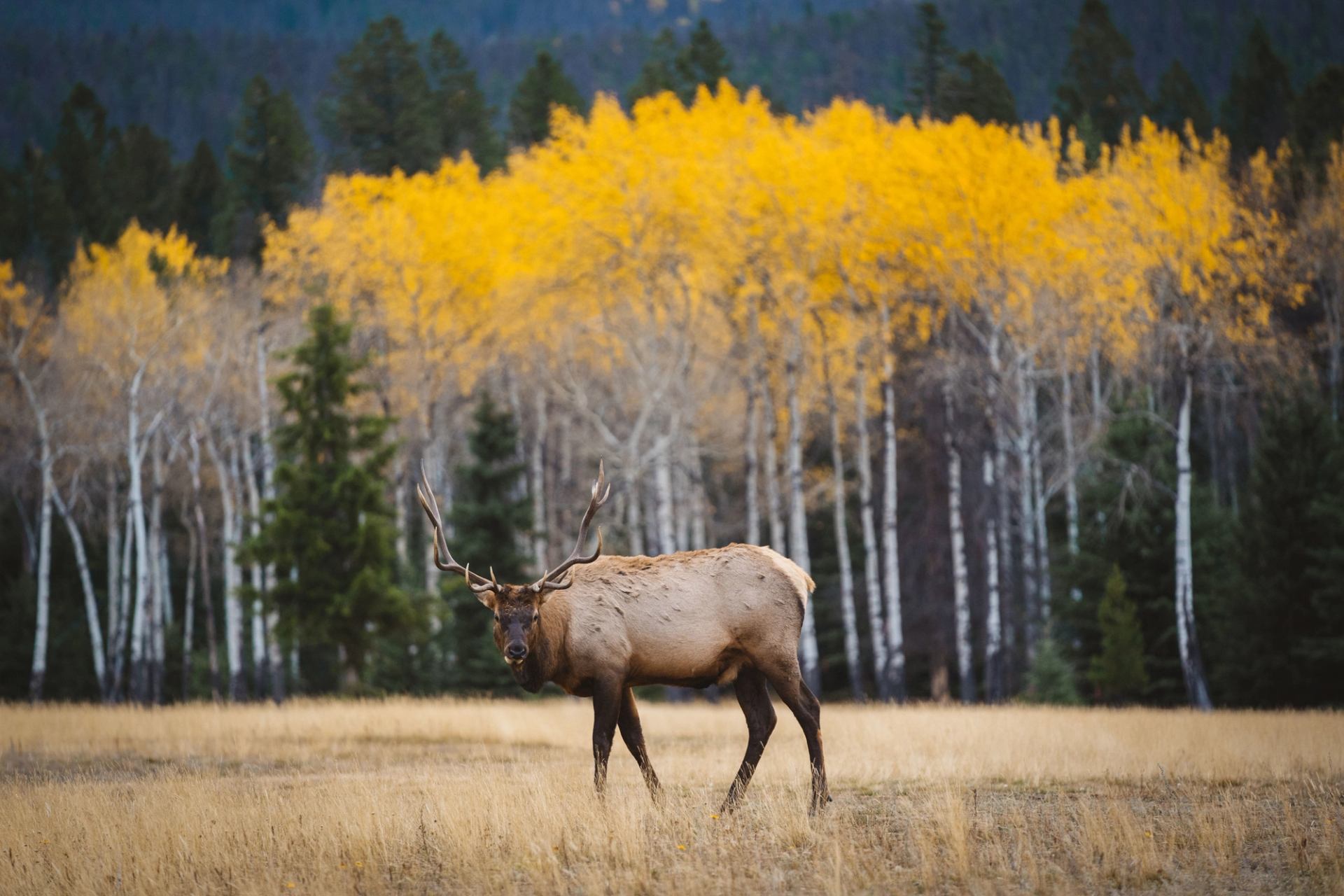 Deer with antlers in forest clearing in Jasper National Park.