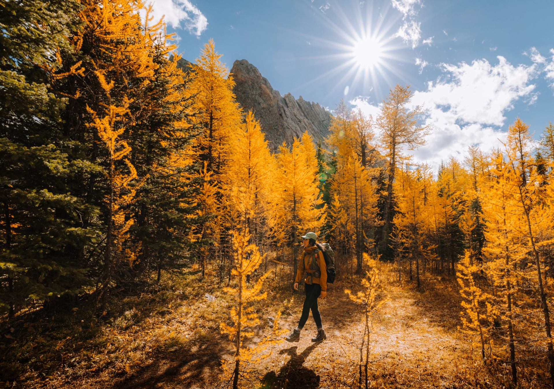 Hiker enjoying larch tress at Little Arethusa Trail in Kananaskis Country.