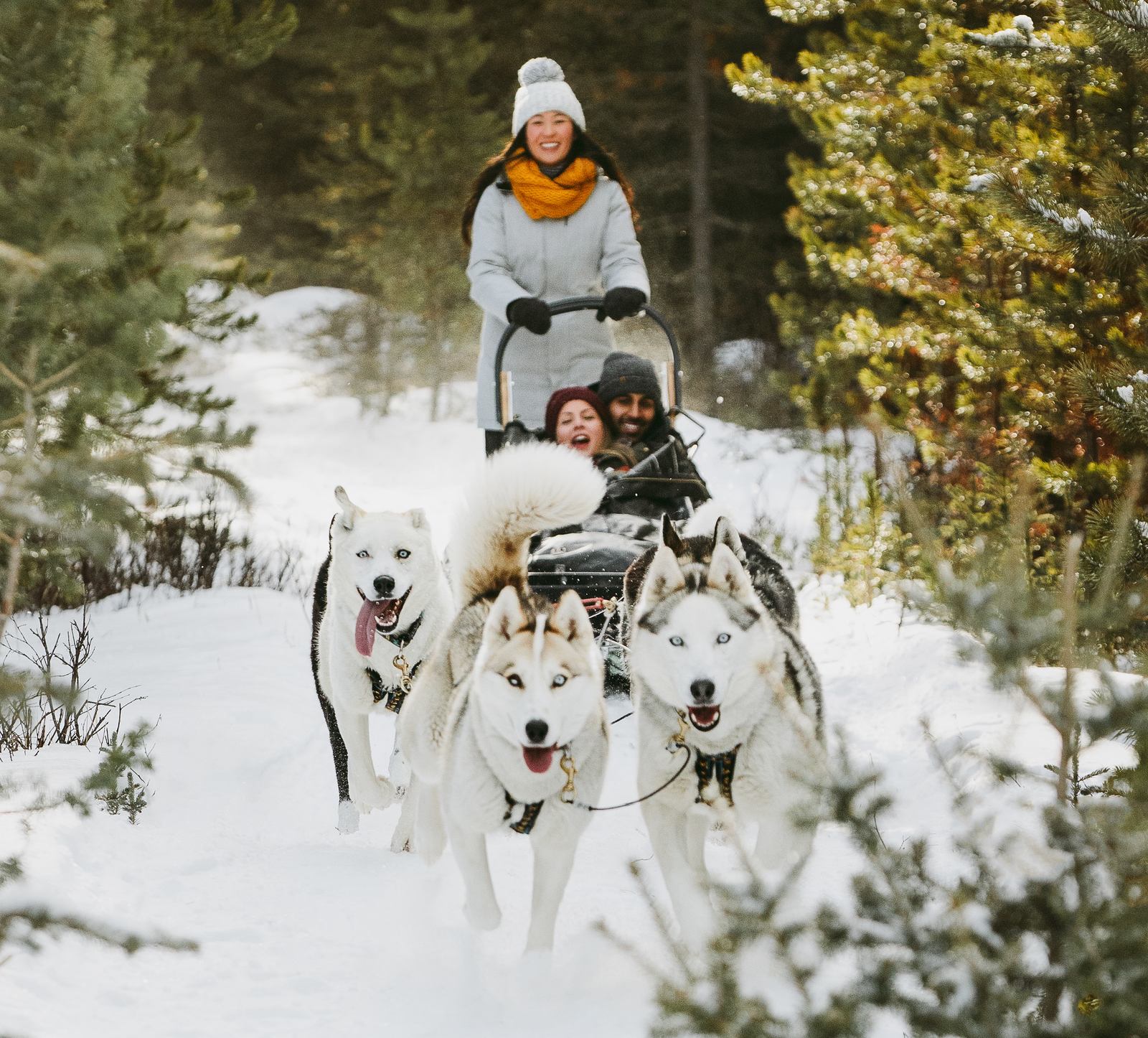 A dog sledding tour travels through the trees while sledding in Spray Lakes in Canmore, Kananaskis Country
