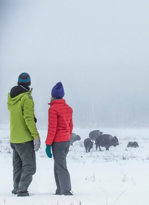 Two people stand in a field looking at a herd of bison.