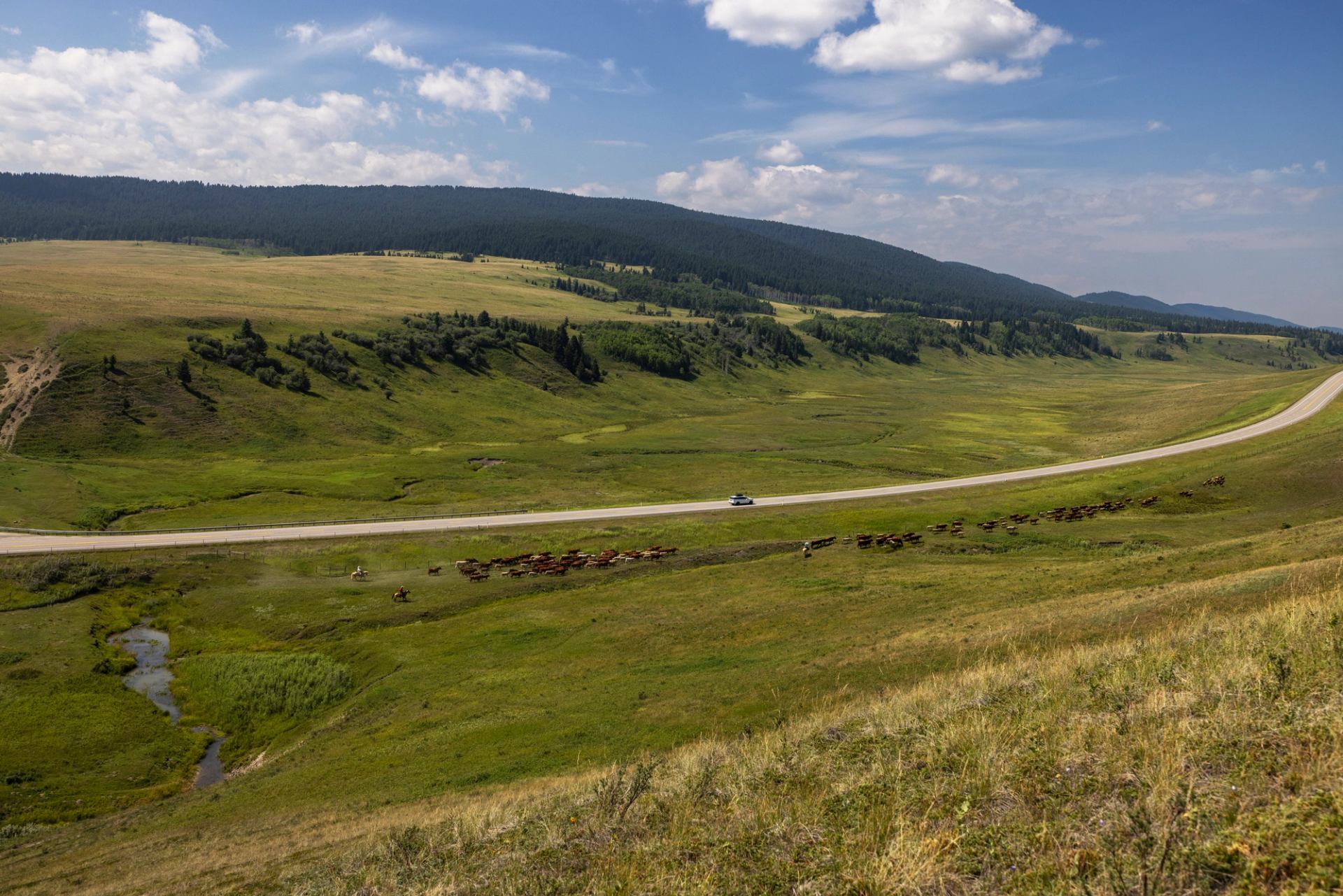 White SUV driving along the Cowboy Trail with scenery of cattle, rolling hills and blue skies.