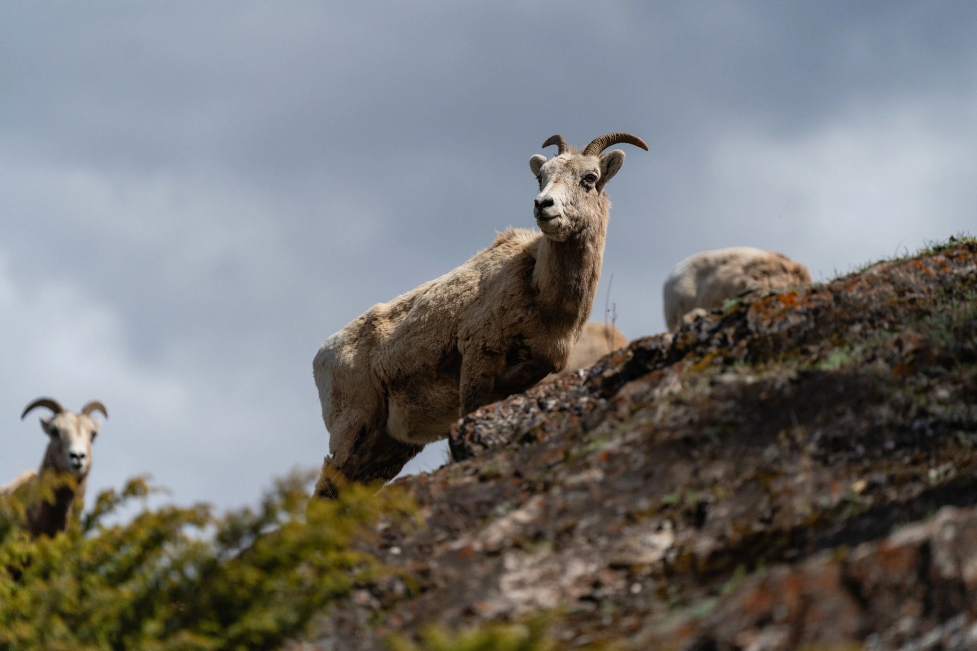 Bighorn sheep in Jasper National Park.