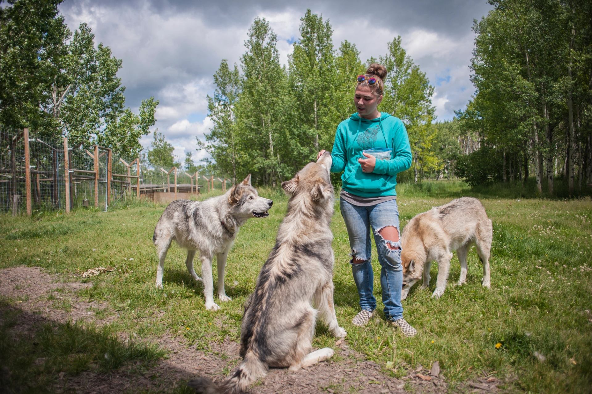 A woman feeds wolfdogs at Yamnuska Wolfdog Sanctuary.