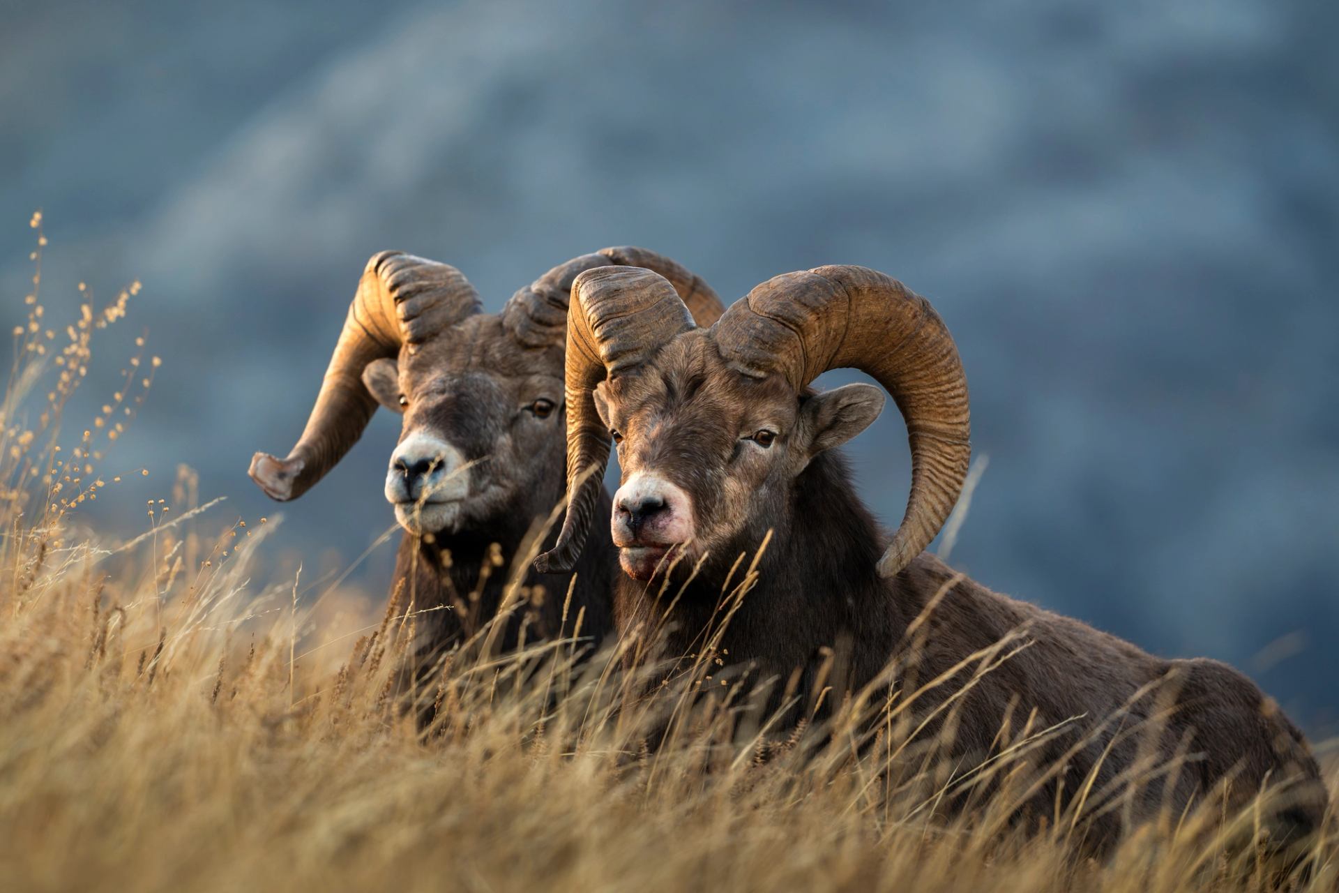 Big horn sheep lay in front of rocky mountains