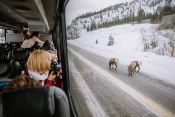 Tour group taking photos from inside a tour bus of mountain goats on the highway in Jasper National Park.