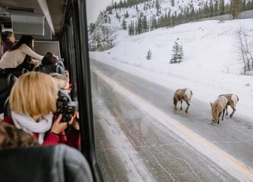 Tour group taking photos from inside a tour bus of mountain goats on the highway in Jasper National Park.