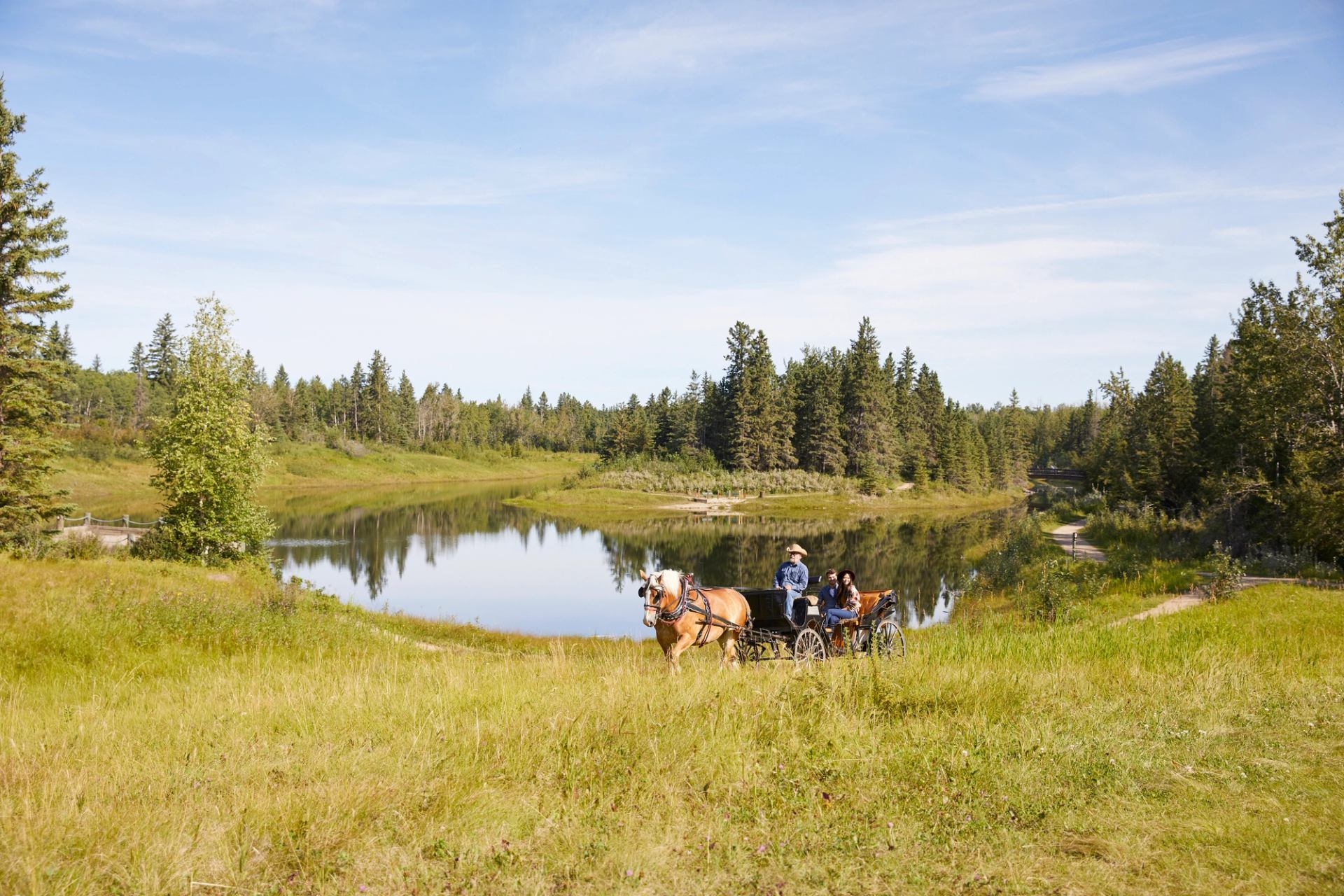 A couple enjoy a horse-drawn carriage ride in a field by Red Deer.