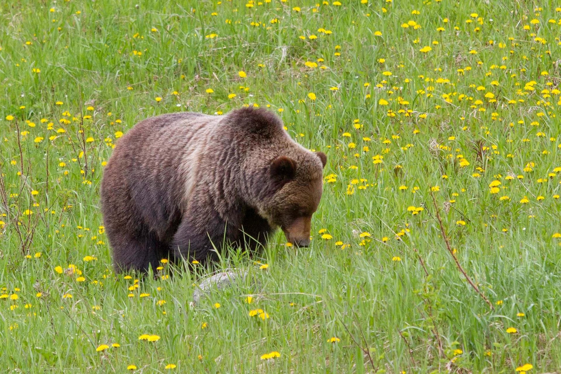 A grizzly seen from the Lake Louise Sightseeing Gondola.