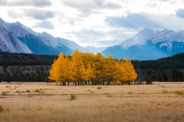 A stand of trees with vibrant yellow trees surrounded by distant mountains