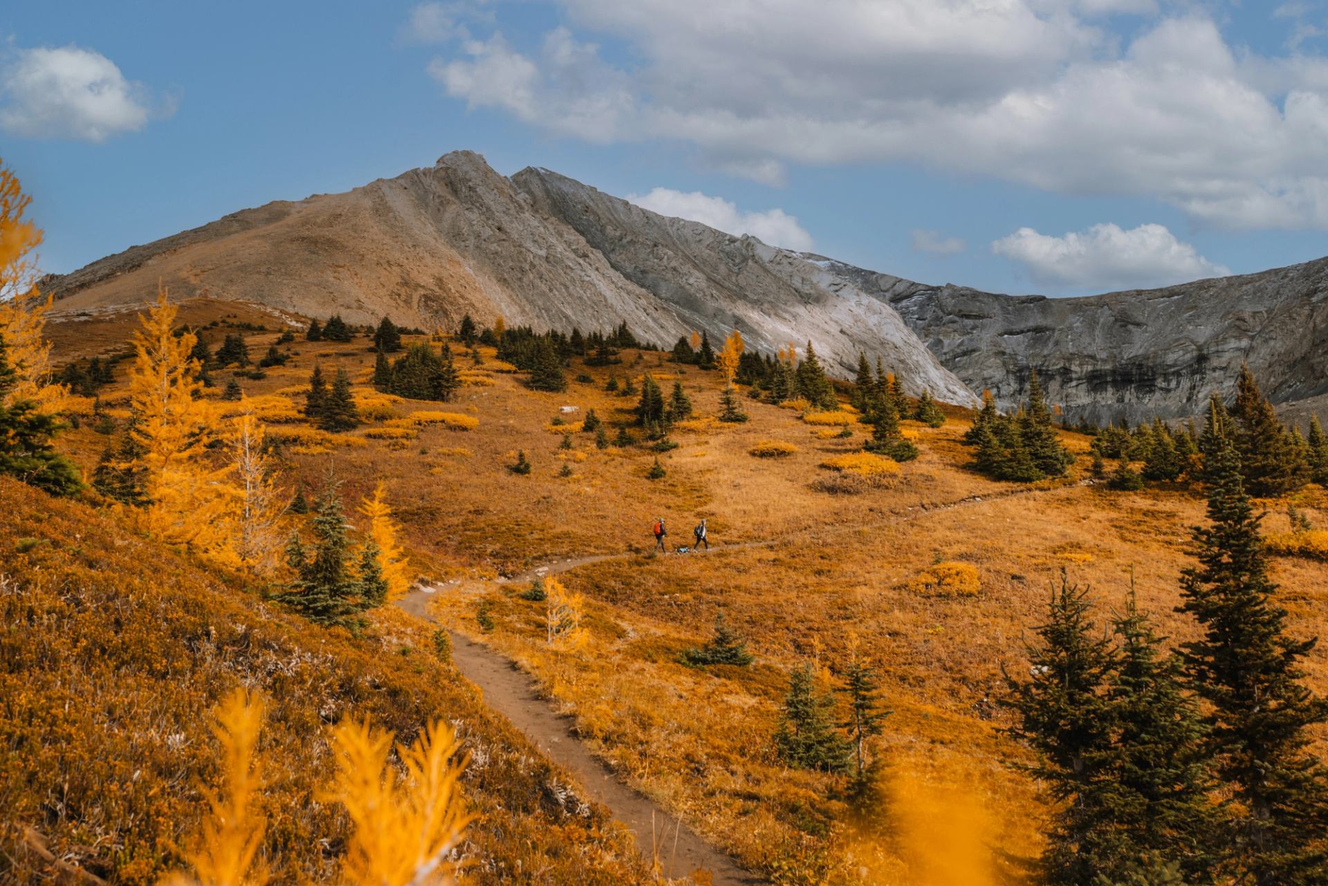 Friends hiking amongst yellow-orange larch trees at Ptarmigan Cirque Trail in autumn.