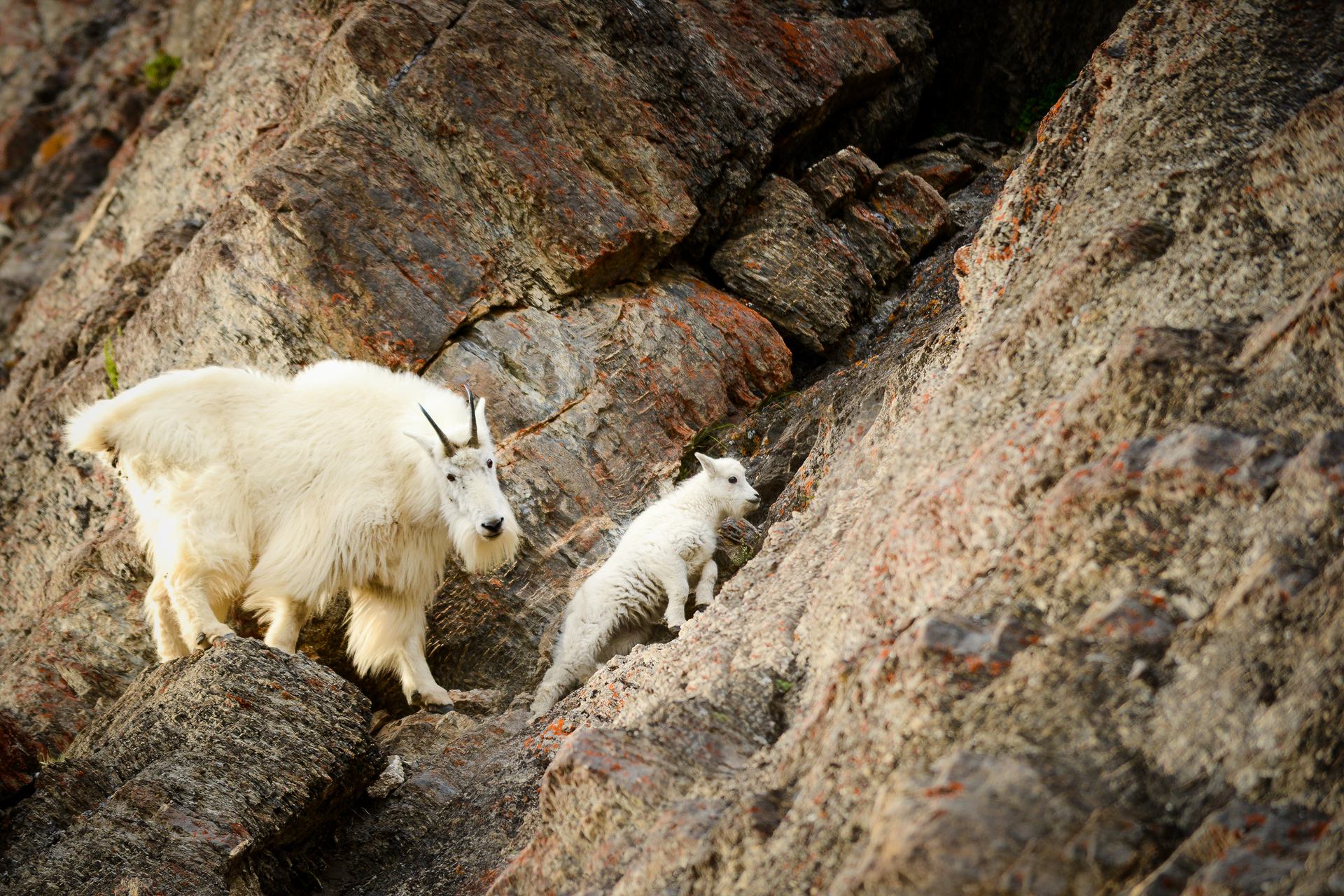 A mountain goat and kid in Jasper National Park