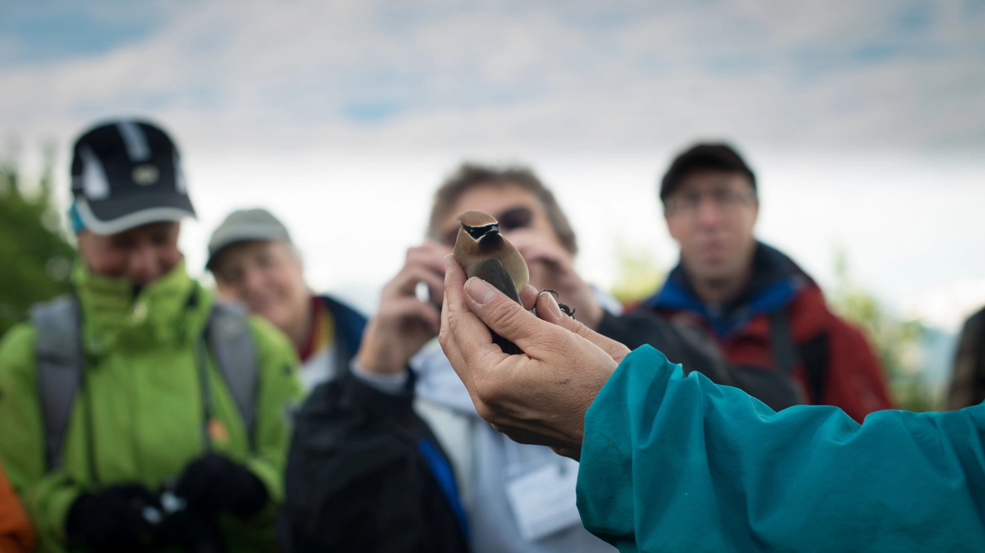 A close up of a tour guide showing a bird to a group of tourists.