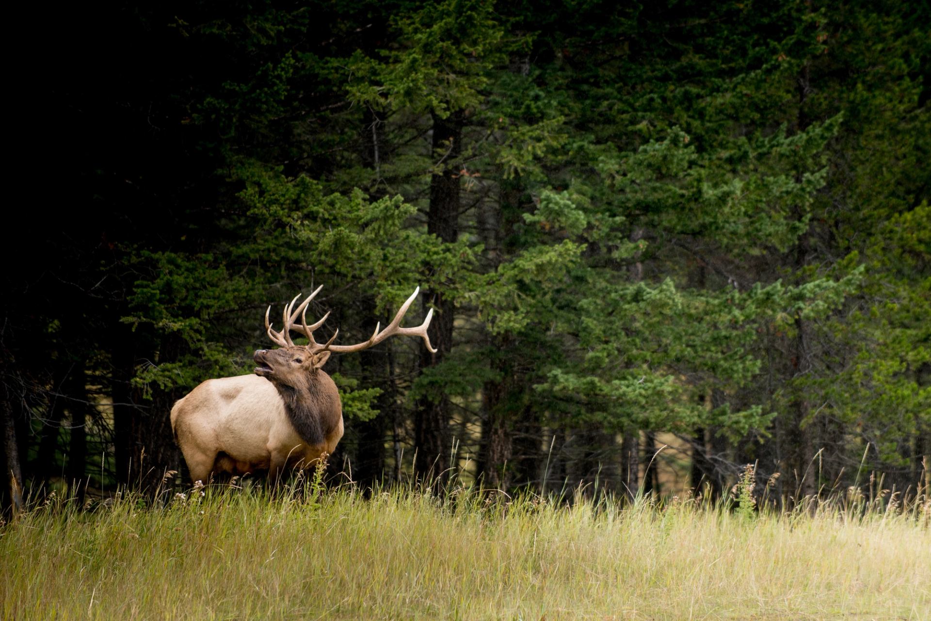 Elk standing in tall grass at the edge of the forest near Buffalo Mountain Lodge