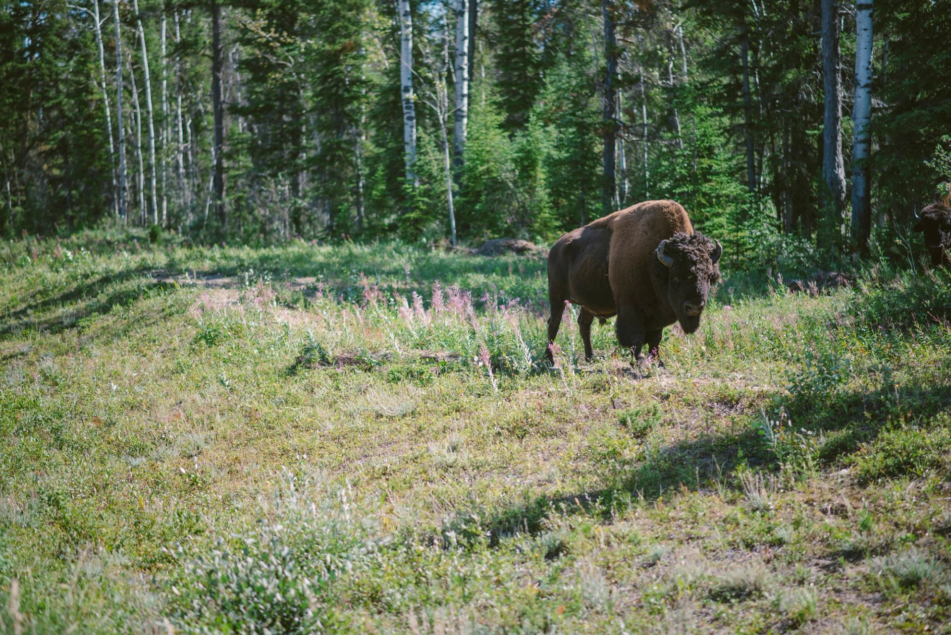 Buffalo standing in the forest in Wood Buffalo National Park.