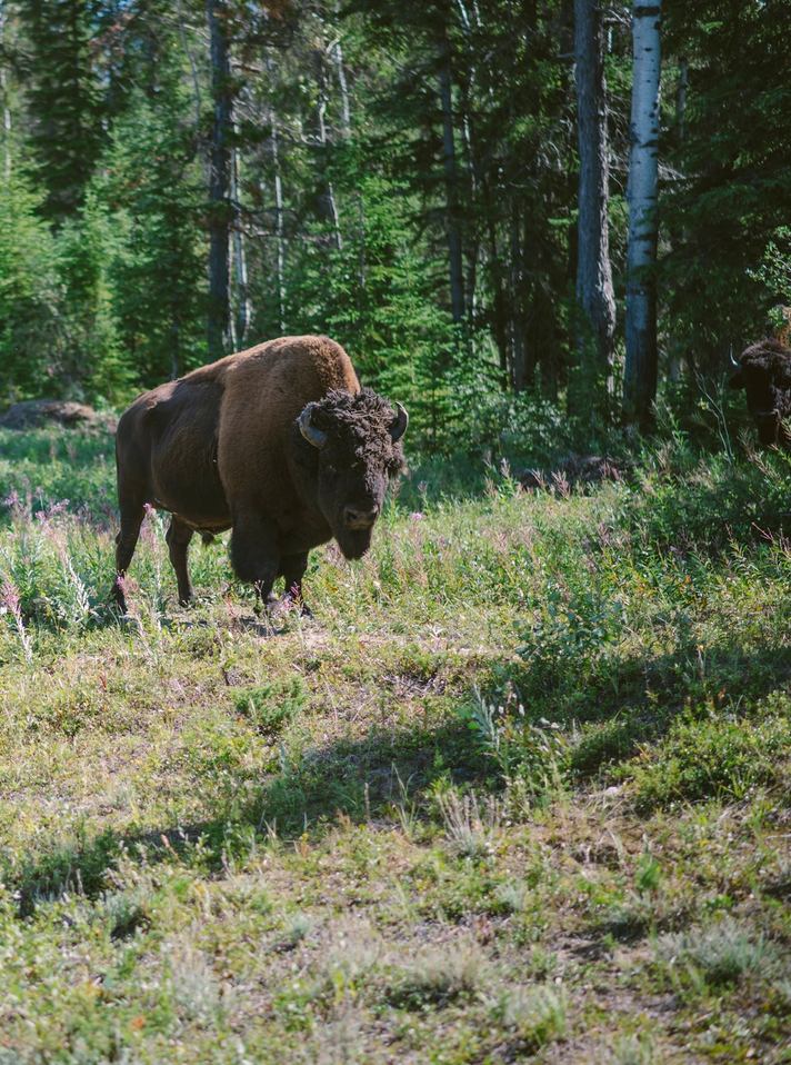 Buffalo standing in the forest in Wood Buffalo National Park.