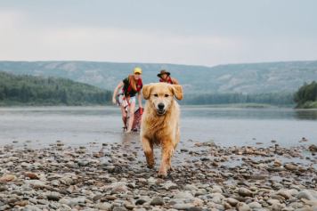 peace-river-dog-canoe