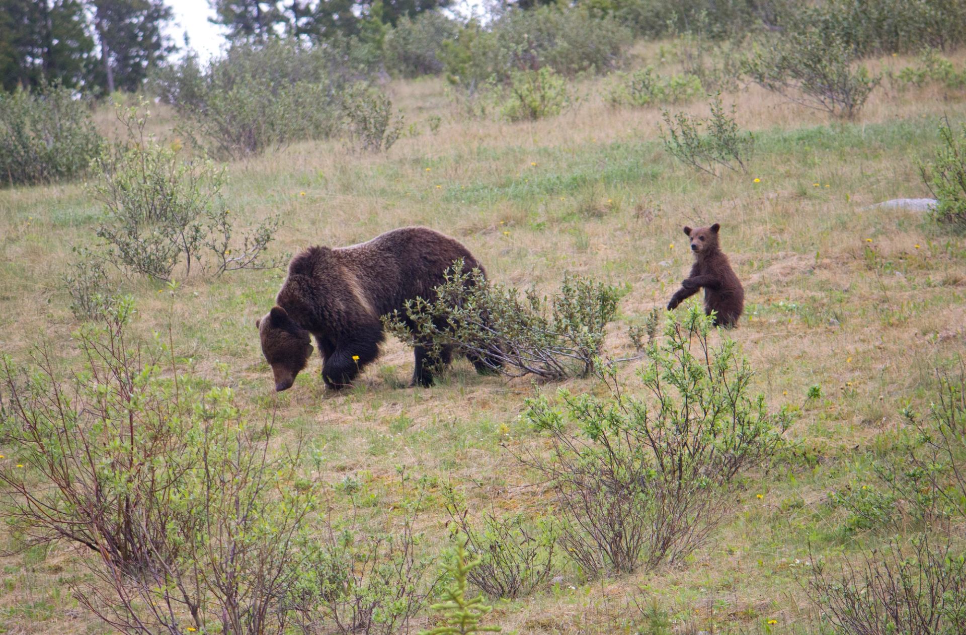 A mama bear and her cub in a meadow