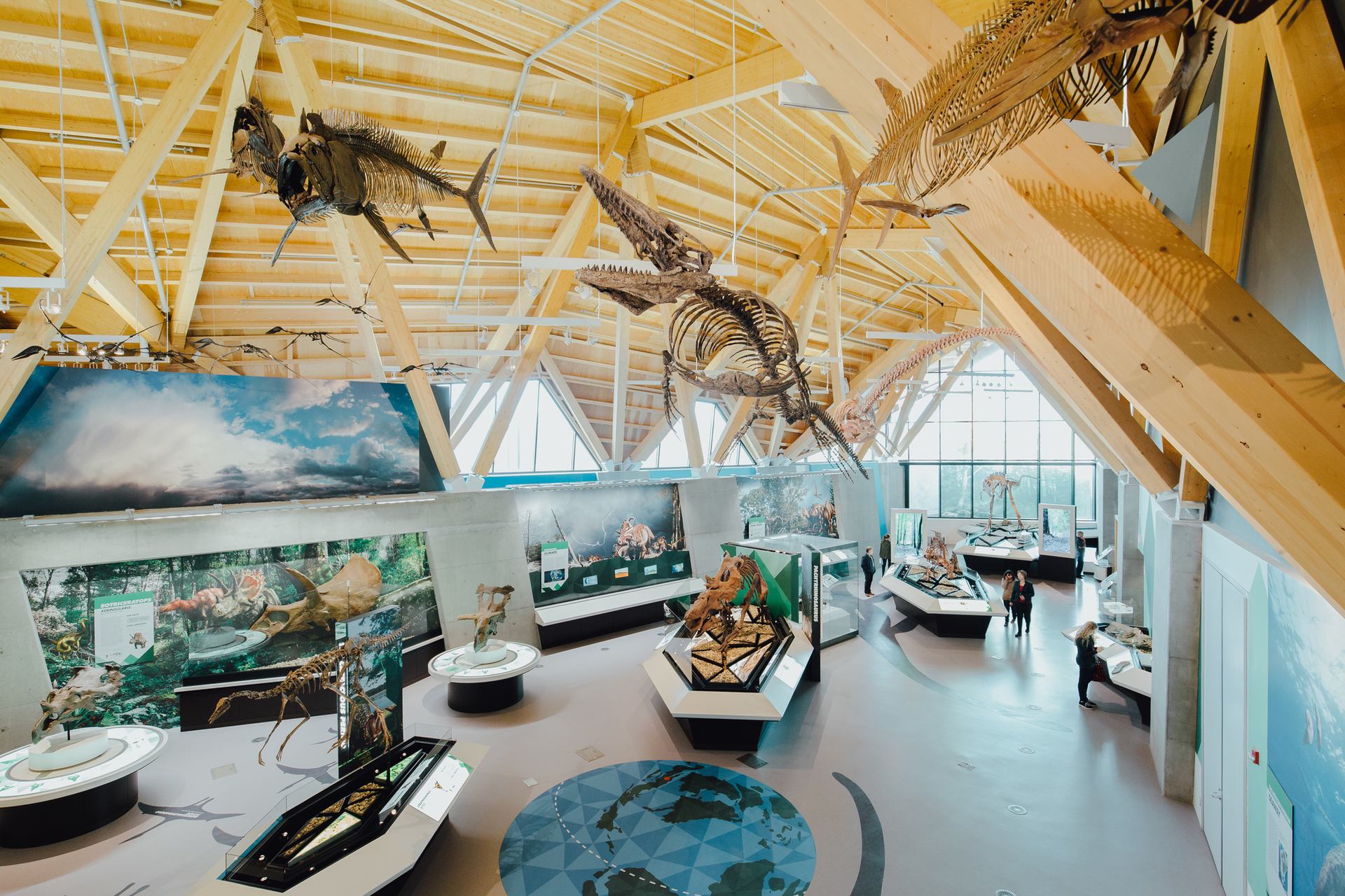 Dinosaur fossils on display inside the Philip J. Currie Dinosaur Museum.