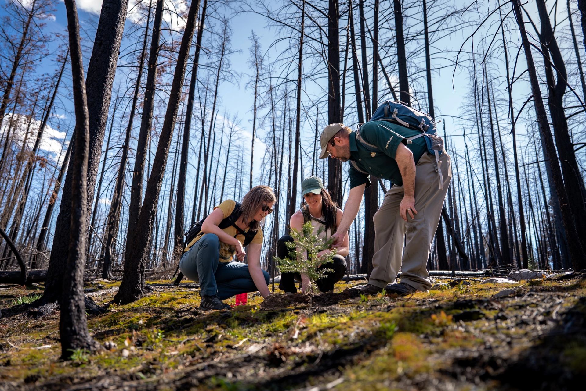 Two tour members and guide plant a Douglas fir tree in a regenerating Jasper forest.
