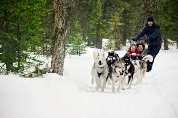 Two women and a guide, dog sledding along side a forested areas, while sledding across Spray Lakes in Canmore Kananaskis Country