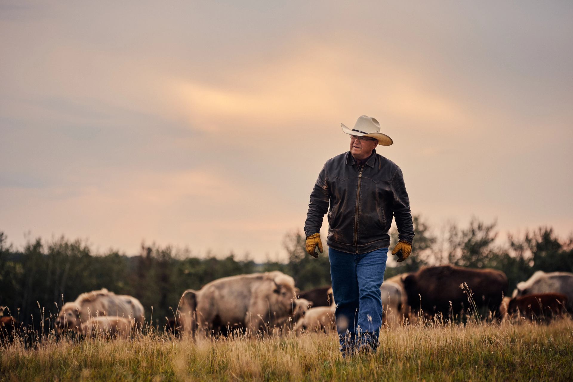 A farmer walking through a field in front of his herd of bison at Métis Crossing.