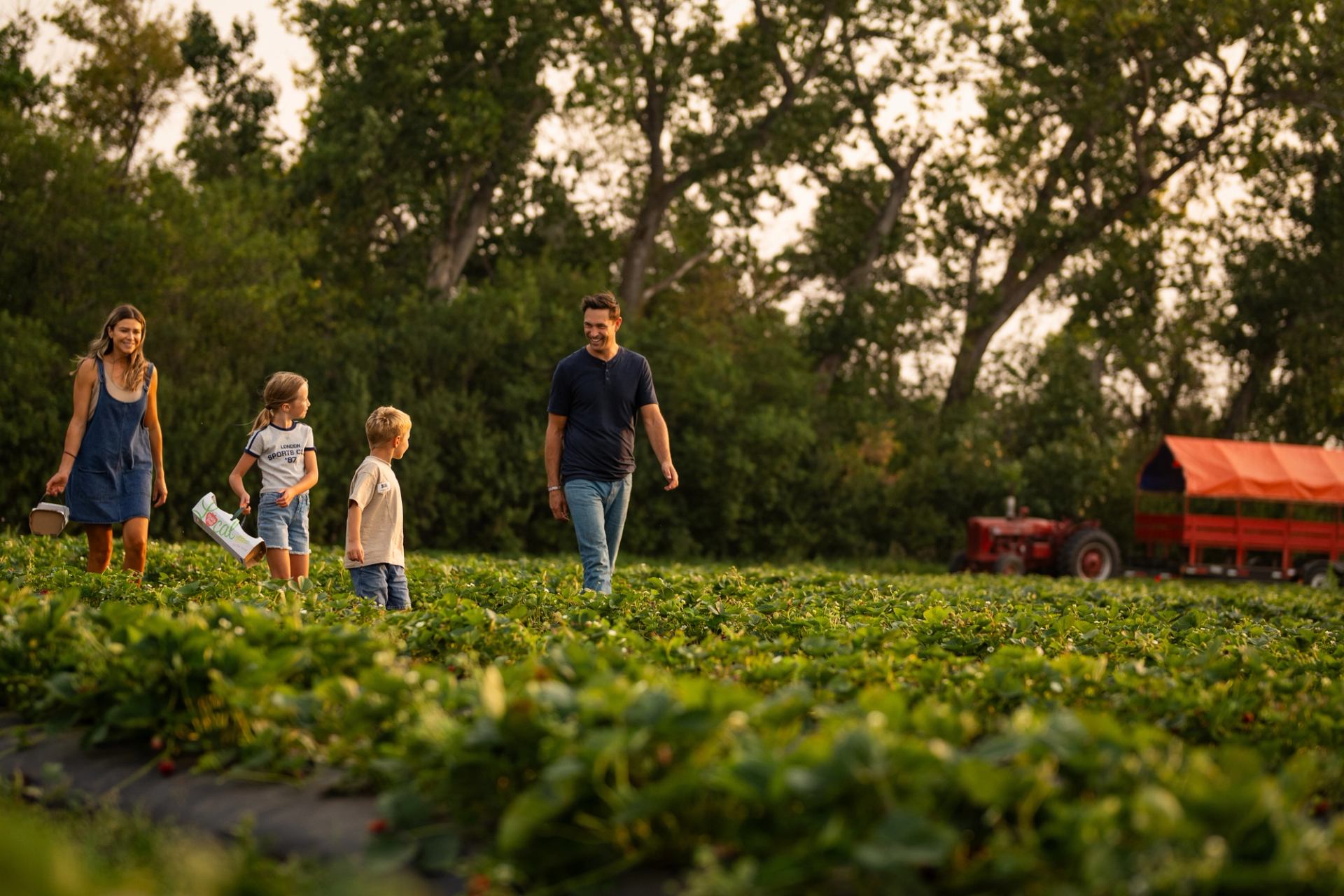 A happy family walking through strawberry fields at The Jungle Farm.