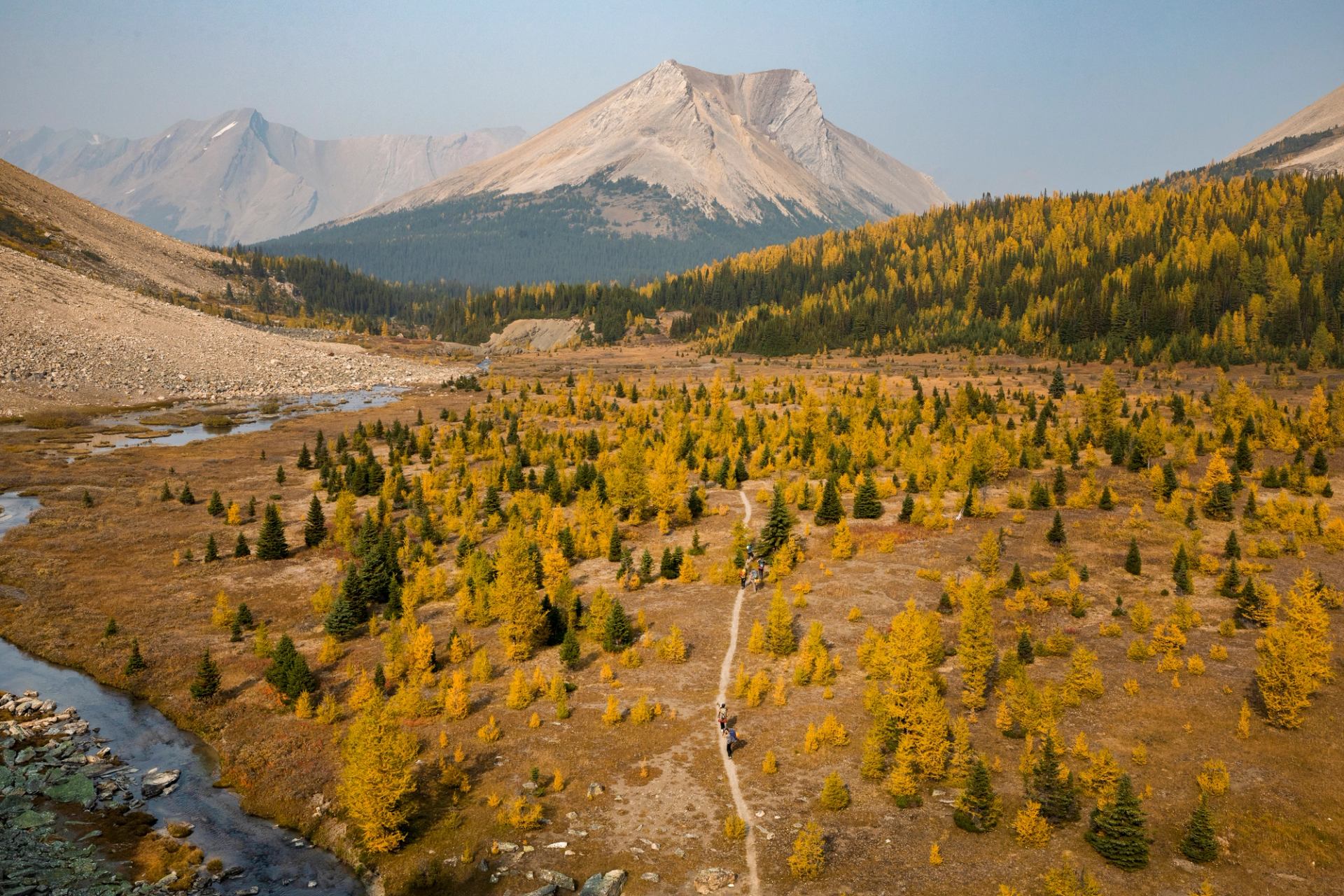 Hikers follow a trail amidst a huge expanse of larch trees with mountains in the nearby distance.