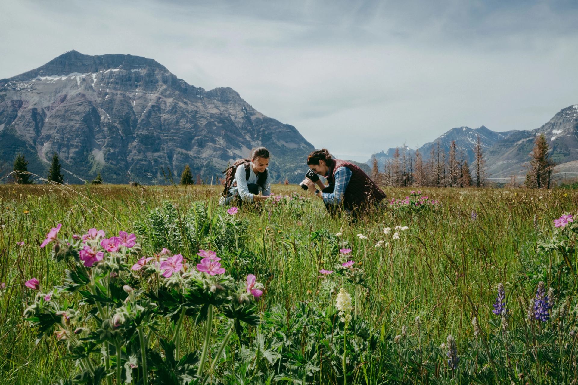 Visitors taking photos and exploring plant species during the Waterton Wildflower Festival.