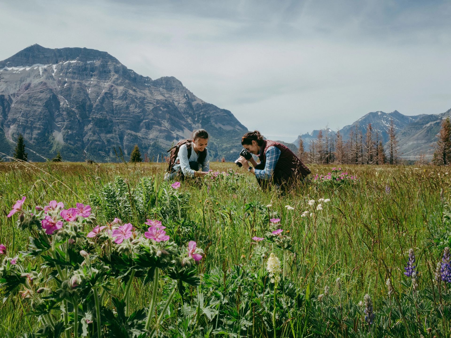 Visitors taking photos and exploring plant species during the Waterton Wildflower Festival.