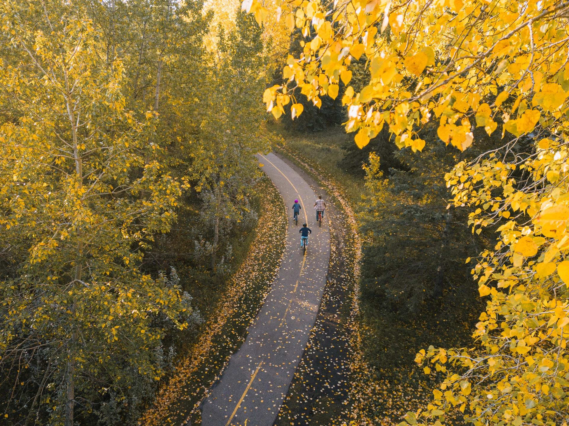 A family of 3 cycles along a paved path on a fall day surrounded by golden leaves.