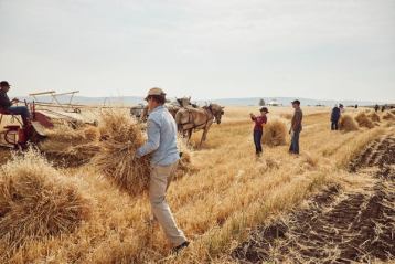 Volunteers gathering sheaves of barley grain cut by horse-drawn vintage farm gear in preparation for threshing.