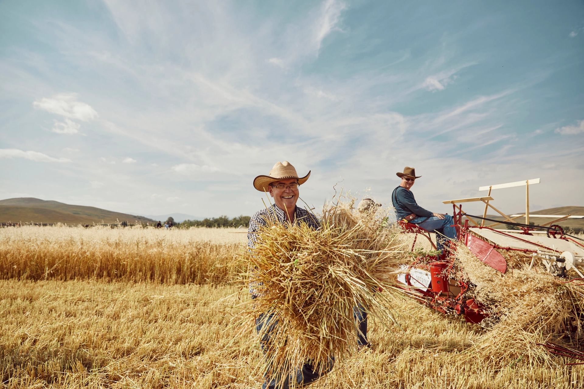 Workers gathering sheaves of barley grain cut by horse-drawn vintage farm gear in preparation for threshing.