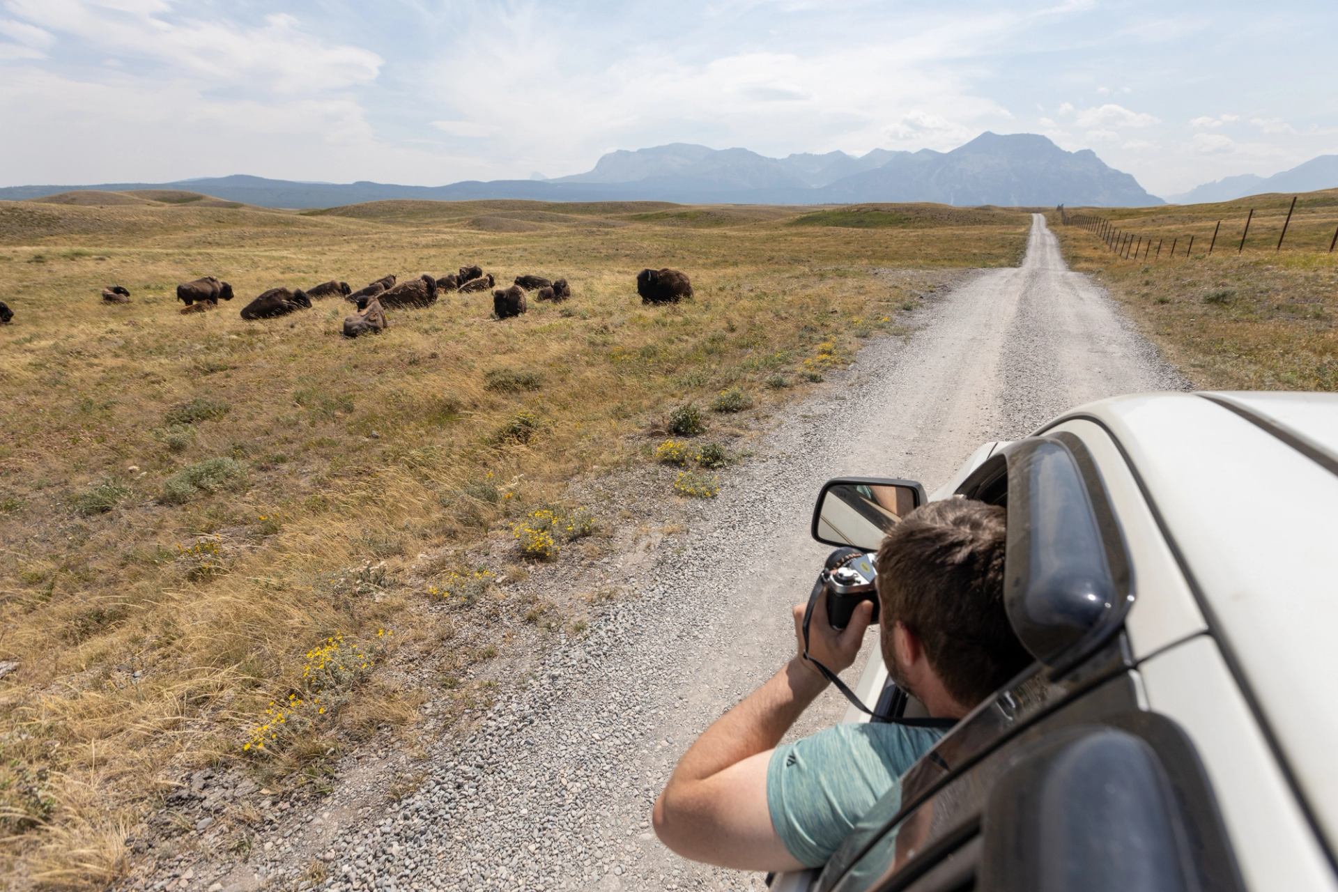 Man taking photo of herd of bison out of car at Bison Paddock at Waterton Lakes National Park.