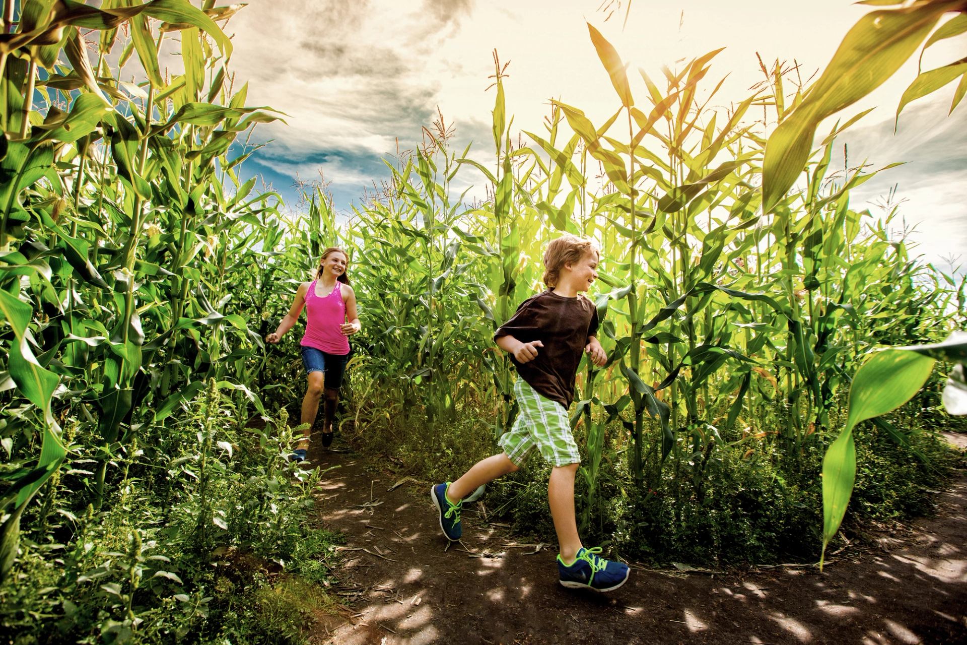 Kids running through a corn maze.